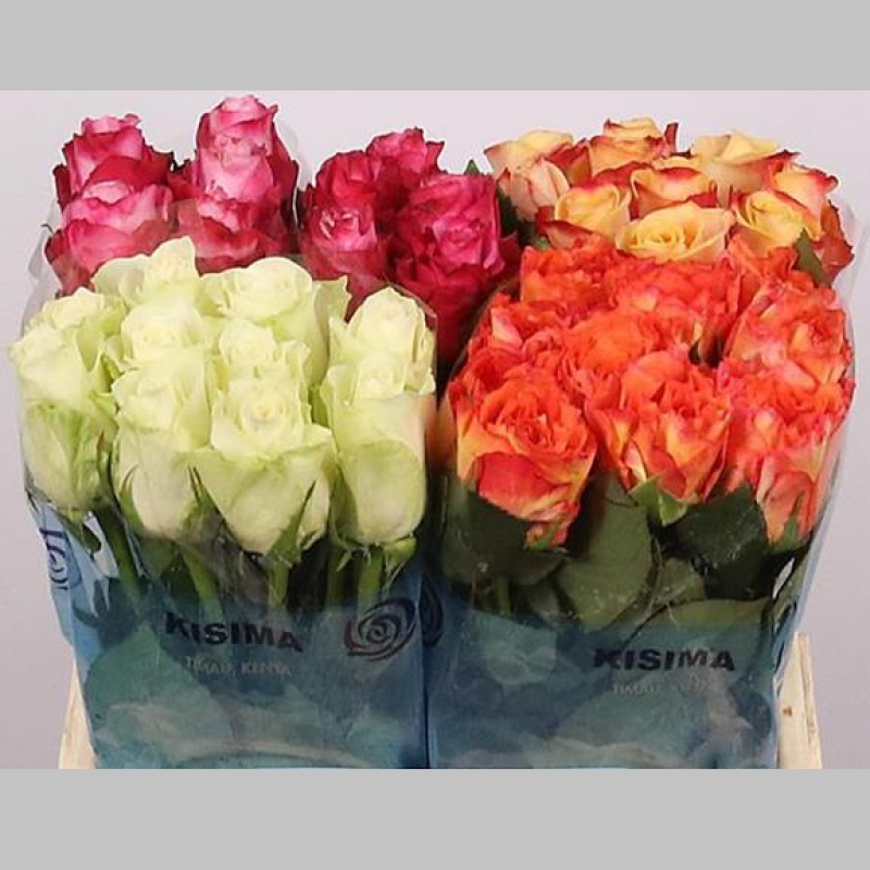 Trandafiri Olandezi Mixsti, Pachet (10 buc.)